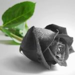 Petals From A Black Rose PRFM Lorain vendor